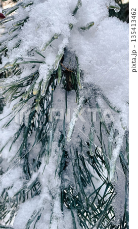 Pine tree needles covered in thick ice glaze and fresh white snow after a winter freezing rain storm Pine tree needles covered in thick ice glaze and fresh white snow after a winter freezing rain storm 135413462