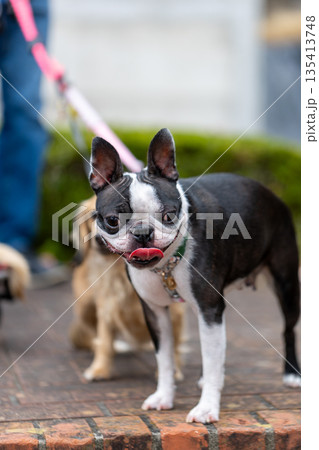 公園で遊ぶボストンテリア 135413748