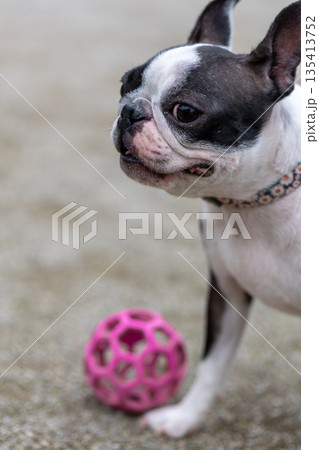 公園で遊ぶボストンテリア 135413752