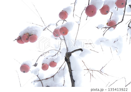 雪が積もった枝に実る柿（カキノキ科）落葉小高木 135413922