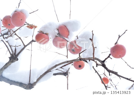 雪が積もった枝に実る柿(カキノキ科)落葉小高木 雪が積もった枝に実る柿(カキノキ科)落葉小高木 135413923