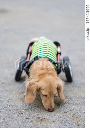 公園で散歩をする車椅子のカニンヘンダックスフンド 135413992