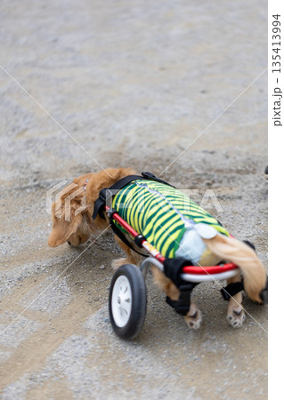 公園で散歩をする車椅子のカニンヘンダックスフンド 公園で散歩をする車椅子のカニンヘンダックスフンド 135413994