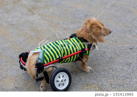 公園で散歩をする車椅子のカニンヘンダックスフンド 135413995