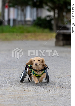 公園で散歩をする車椅子のカニンヘンダックスフンド 135413997