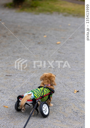 公園で散歩をする車椅子のカニンヘンダックスフンド 公園で散歩をする車椅子のカニンヘンダックスフンド 135413999
