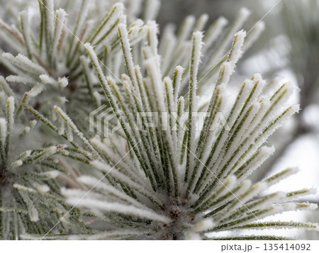 凍てつく松葉と霧氷の結晶 135414092