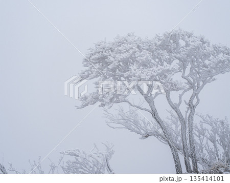 風雪に耐える樹氷の枝ぶり 135414101