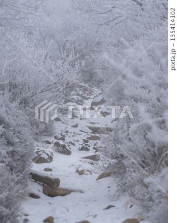 霧の樹氷林へと続く登山道 霧の樹氷林へと続く登山道 135414102