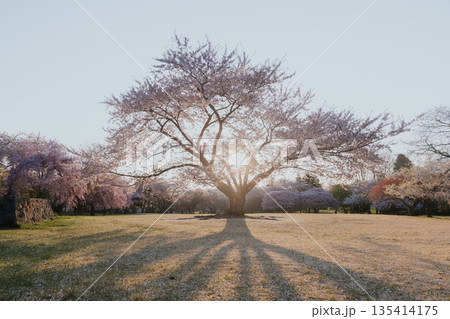 北海道オニウシ公園-早朝の桜-04 135414175