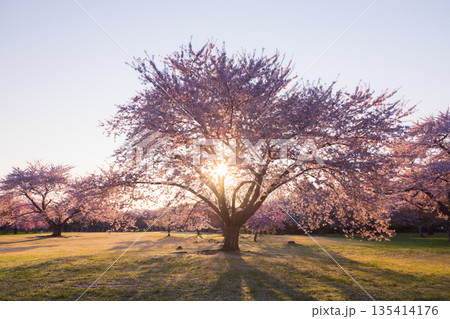 北海道オニウシ公園-早朝の桜-05 135414176