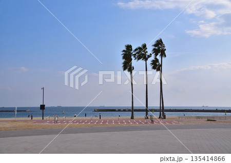 神戸・須磨海浜公園のヤシの木 神戸・須磨海浜公園のヤシの木 135414866