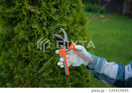 Each deliberate cut of the hand pruner, made by hands in a green plaid work shirt, removes a yellow-thatched branch, revealing healthier green thuja beneath. Each deliberate cut of the hand pruner, made by hands in a green plaid work shirt, removes a yellow-thatched branch, revealing healthier green thuja beneath. 135415045