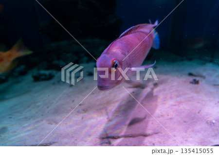 甘鯛正面 135415055