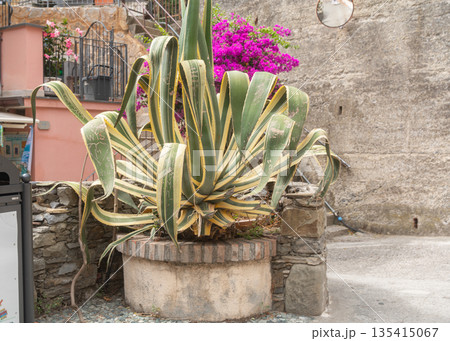 Large potted succulent plant in a small Italian village courtyard. Mediterranean lifestyle, greenery and southern atmosphere Large potted succulent plant in a small Italian village courtyard. Mediterranean lifestyle, greenery and southern atmosphere 135415067