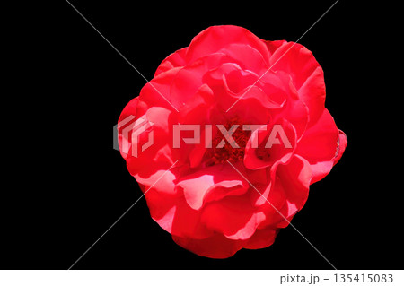 Rose close up Rose close up 135415083