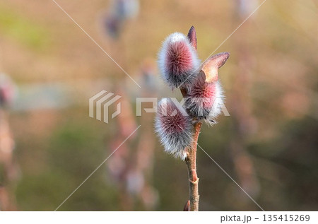 ネコヤナギの花穂 135415269