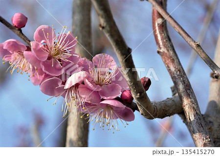 春を告げる梅の花 135415270