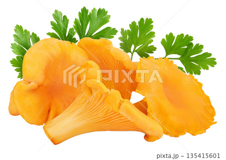 Chanterelle mushroom isolated on a white background 135415601