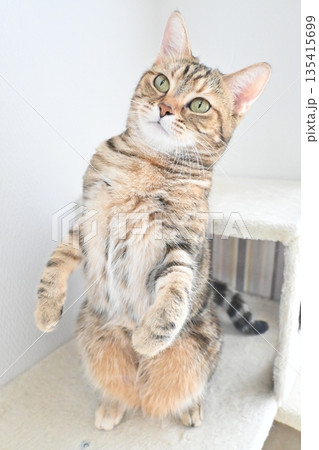 立ち上がるかわいい猫 135415699