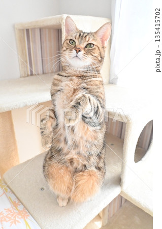 立ち上がるかわいい猫 立ち上がるかわいい猫 135415702