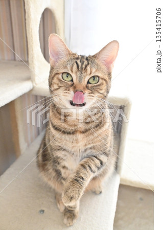 立ち上がるかわいい猫 135415706
