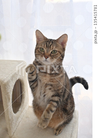 幸せを呼ぶ招き猫 幸せを呼ぶ招き猫 135415781