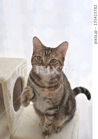 立ち上がるかわいい猫 立ち上がるかわいい猫 135415782