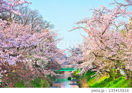 《愛知県》名古屋市堀川（黒川）の桜並木 135415818