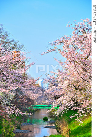 《愛知県》名古屋市堀川（黒川）の桜並木 135415819