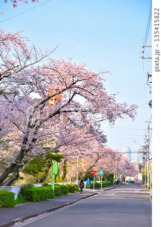 《愛知県》名古屋市堀川（黒川）の桜並木 135415822
