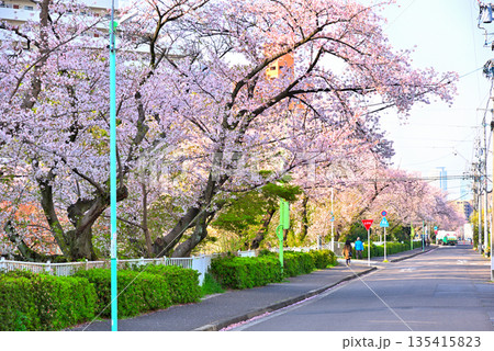 《愛知県》名古屋市堀川（黒川）の桜並木 135415823