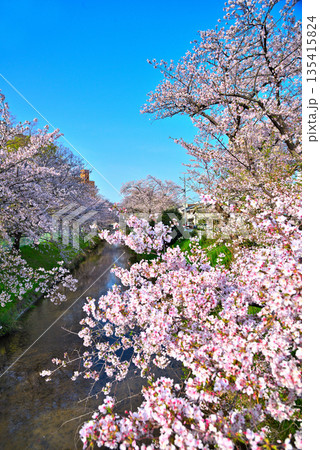 《愛知県》名古屋市堀川（黒川）の桜並木 135415824