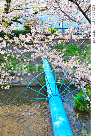 《愛知県》名古屋市堀川（黒川）の桜並木 135415828