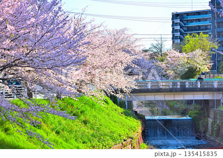 《愛知県》名古屋市堀川の桜並木 《愛知県》名古屋市堀川の桜並木 135415835