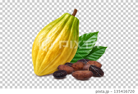 Cacao cacao nib illustration realistic 135416720