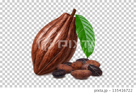 カカオ カカオニブ イラスト リアル カカオ カカオニブ イラスト リアル 135416722