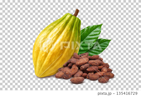 Cacao cacao nib illustration realistic 135416729