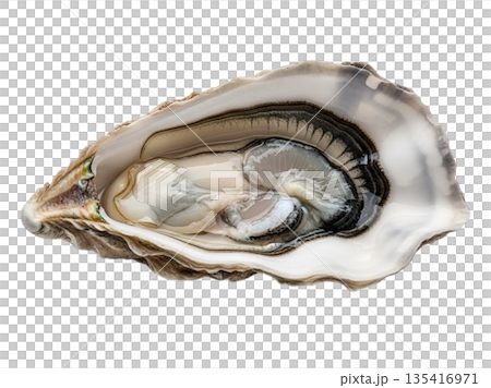 Close-up of a freshly shucked oyster in its shell, showcasing natural textures and ocean freshness for culinary and seafood visuals 135416971