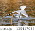 公園の池　飛び込むユリカモメ⓶ 135417034