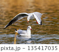 公園の池　飛び込むユリカモメ① 135417035