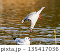 公園の池　飛び込むユリカモメ③ 135417036