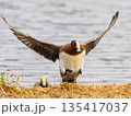池から飛び上がるヒドリガモ 135417037