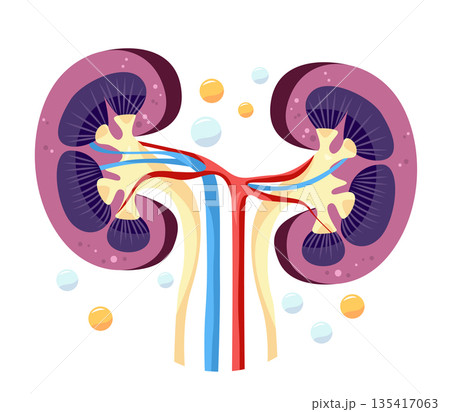 Kidney anatomy organ medical diagram blood vessels detailed cross section with renal arteries veins ureters abstract background Kidney anatomy organ medical diagram blood vessels detailed cross section with renal arteries veins ureters abstract background 135417063