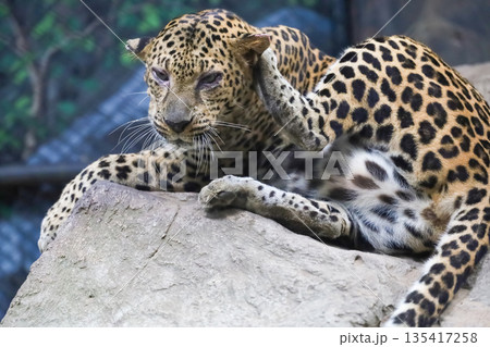 The leopard tiger is rest in rock garden The leopard tiger is rest in rock garden 135417258