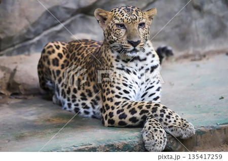 The leopard tiger is rest in rock garden The leopard tiger is rest in rock garden 135417259