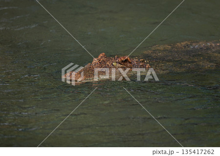 The crocodile is show head in the river 135417262