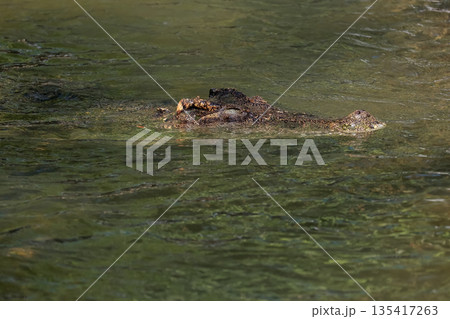 The crocodile is show head in the river The crocodile is show head in the river 135417263
