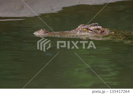 The crocodile is show head in the river The crocodile is show head in the river 135417264
