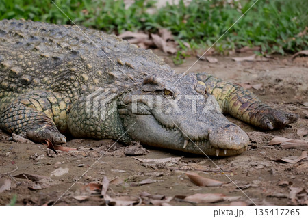 Close up head crocodile in the garden Close up head crocodile in the garden 135417265